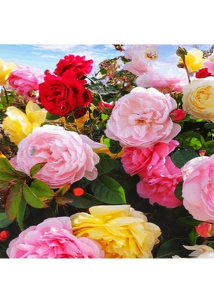 Videolu Yediveren Gül Seti (50 - 60 cm ) 5 Adet (Sarı Kırmızı Beyaz Pembe Turuncu) "multiflora Rose"