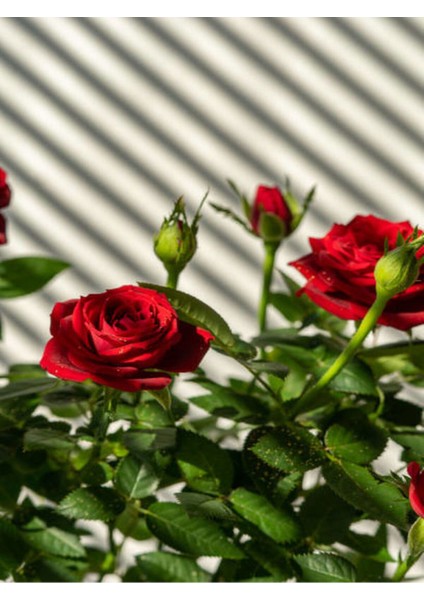 Videolu Minyatür Kırmızı Gül (20 35 cm) Saksılı Aşılı Gül Grafted Rose fiyatları