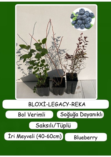 Farklı Tür 3 Adet Yaban Mersini Meyve Fidanı (Reka-Bloxi-Legacy) 40-60 cm Tüplü