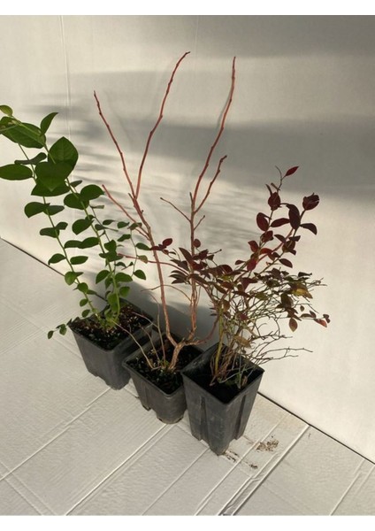Farklı Tür 3 Adet Yaban Mersini Meyve Fidanı (Reka-Bloxi-Legacy) 40-60 cm Tüplü