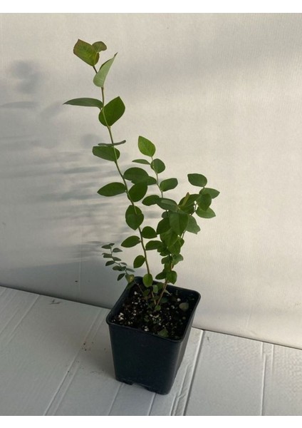 Farklı Tür 3 Adet Yaban Mersini Meyve Fidanı (Reka-Bloxi-Legacy) 40-60 cm Tüplü