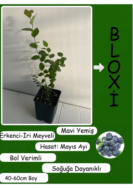 Meyve Vermeye Hazır Saksıda Bluberry Bloxi Cinsi Yaban Mersini (Mavi Yemiş)Fidanı 40-60 cm