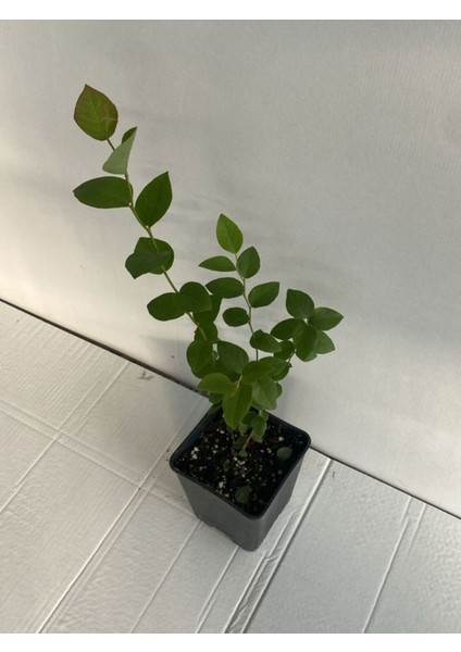 Meyve Vermeye Hazır Saksıda Bluberry Bloxi Cinsi Yaban Mersini (Mavi Yemiş)Fidanı 40-60 cm