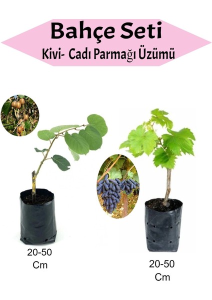 2'li Set Kivi+ Cadı Parmağı Üzümü