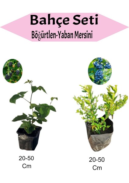 2'li Meyve Seti Böğürtlen+ Yaban Mersini Fidanı