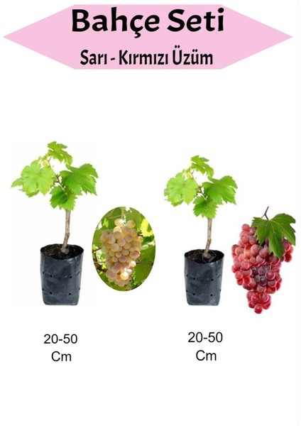 2'li Set Sarı+Kırmızı Üzüm Fidanı