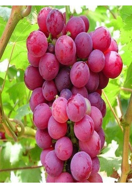 2'li Set Sarı+Kırmızı Üzüm Fidanı modelleri