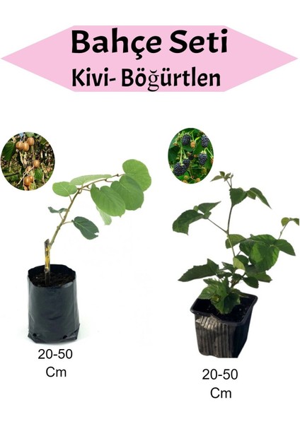 2'li Set Kivi+ Böğürtlen Fidanı