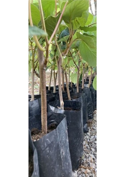 2'li Set Kivi+ Böğürtlen Fidanı