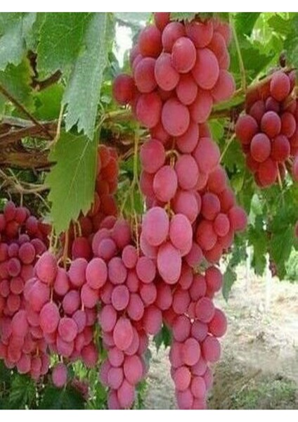 2'li Meyve Seti Çekirdekli Üzüm +Kırmızı Üzüm Fidanı modelleri