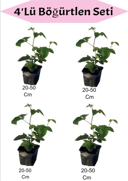 4'lü Böğürtlen Meyve Seti