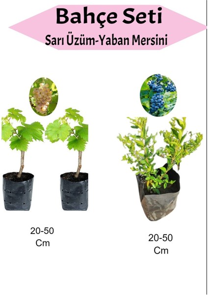 3'lü Meyve Seti 2 Adet Sarı Çekirdeksiz+ 1 Adet Yaban Mersini Fidanı