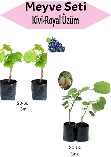 4'lü Set 2 Adet Royal Üzüm Fidanı+2 Adet Kivi Fidanı