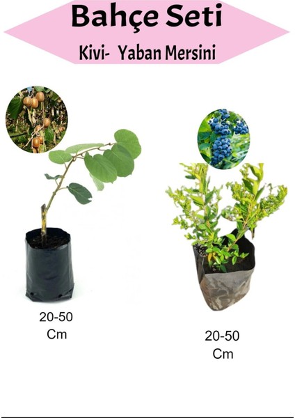 3'lü Set 2 Adet Kivi+ 1 Adet Yabana Mersini Fidanı
