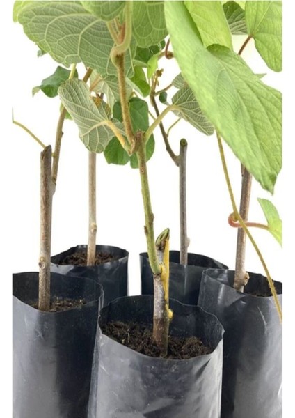 3'lü Set 2 Adet Kivi+ 1 Adet Yabana Mersini Fidanı