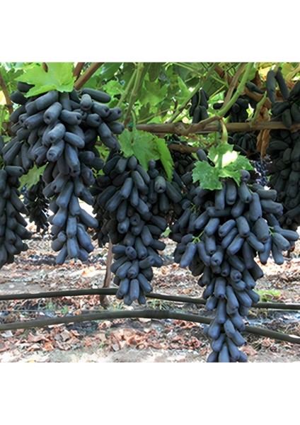 Tüplü Çekirdeksiz Finger Black Üzüm Fidanı (5 Adet) fiyatları