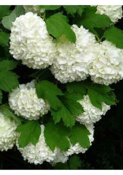 Kartopu Fidanı Tüplü