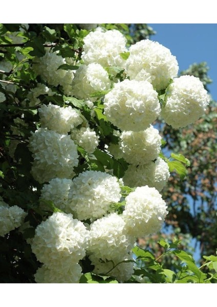 Kartopu Fidanı Tüplü fiyatları