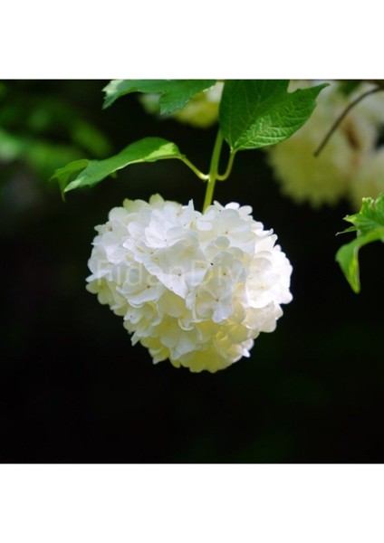 Kartopu Fidanı Tüplü modelleri