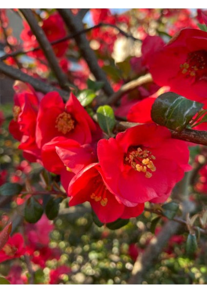 Japon Ayvası (Japanese Quince) Bol Çiçekli Süs Bitkisi Aşılı Meyve Fidanı fırsatları