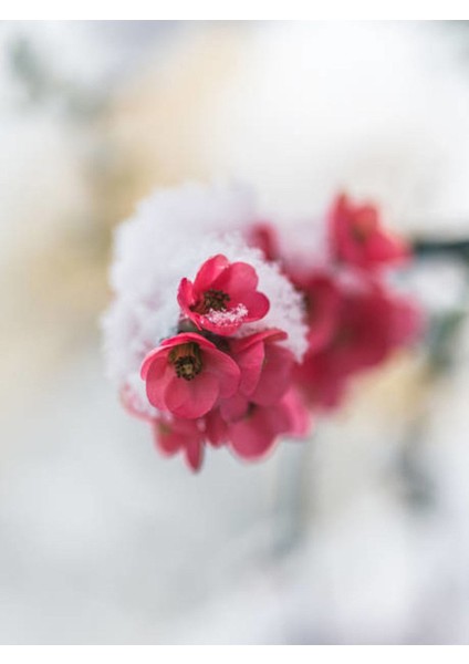 Bahar Dalı (Japanese Quince) Bol Çiçekli Süs Bitkisi Aşılı Meyve Fidanı