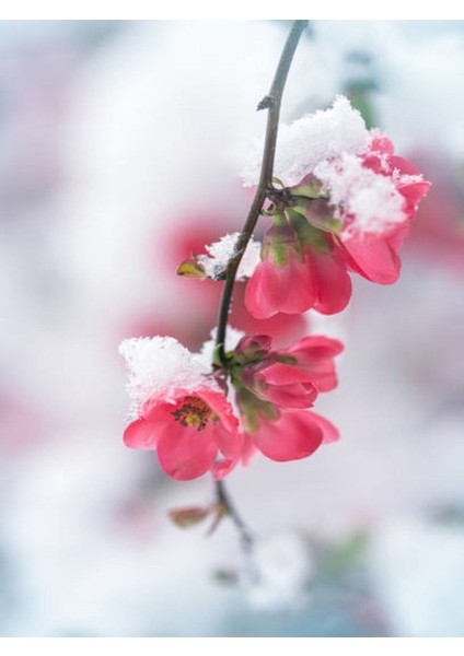 Bahar Dalı (Japanese Quince) Bol Çiçekli Süs Bitkisi Aşılı Meyve Fidanı modelleri