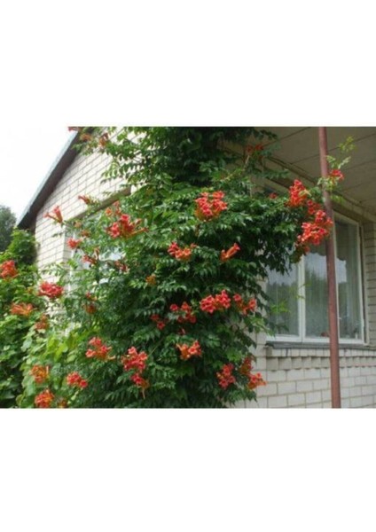 Acem Borusu Sarmaşık ( Turuncu Borazan Çiçeği ) Fidanı ( Tüplü 50-80 cm )