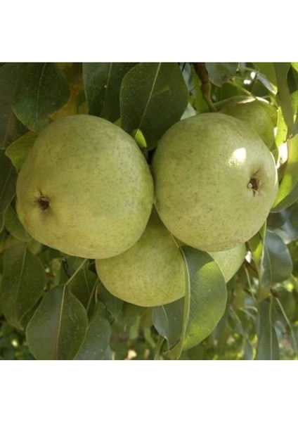 3 Yaş Aşılı Ankara Armut Fidanı 70 80 cm Bol Verimli Soğuğa Dayanıklı
