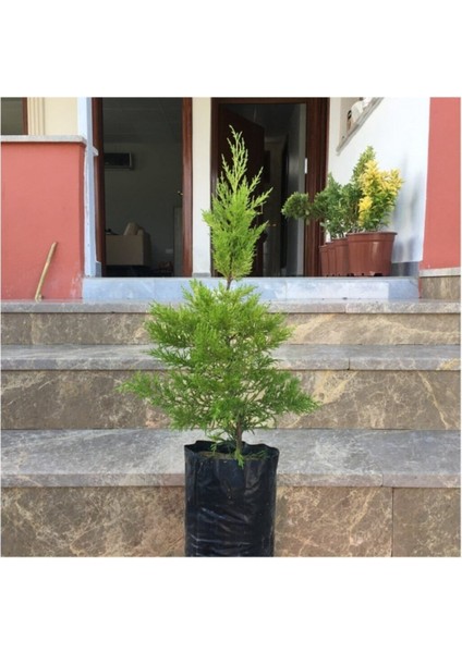 Tüplü Limoni Servi Fidanı 4 Adet Boy 50-60 cm