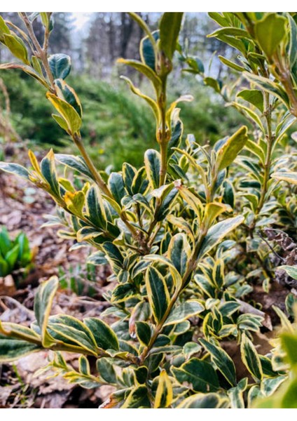 Alacalı Taflan (40 - 60 cm)1 Adet Saksılı Dış Mekan Bitkisi Laurocerasus Officinalis Roem. fiyatları