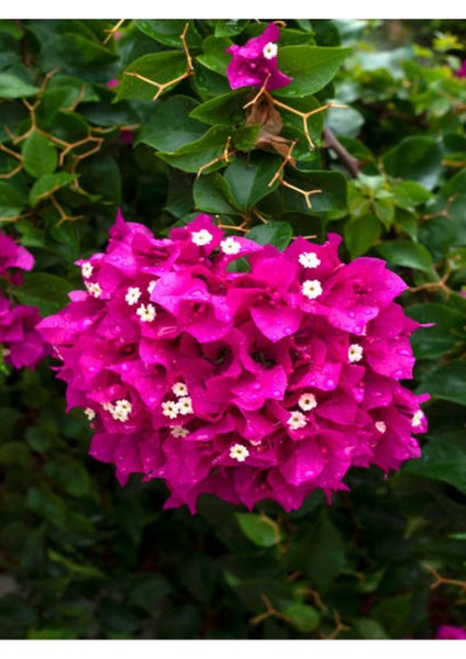 Pembe Begonvil (20 - 30 cm) 1 Adet Saksılı Çiçekli Bodur Bitki Bougainvillea