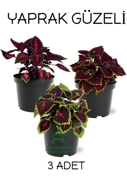 Özel Tür Yaprak Güzeli Çiçeği 3 Adet Saksıda Kolyos (Coleus)