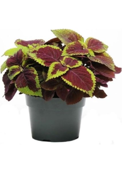 Özel Tür Yaprak Güzeli Çiçeği 3 Adet Saksıda Kolyos (Coleus) fiyatları