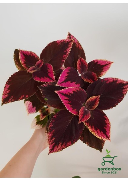 Özel Tür Yaprak Güzeli Çiçeği 3 Adet Saksıda Kolyos (Coleus) modelleri