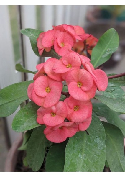 Pembe Milli Dikenler Tacı Çiçeği Mega Boy 1 Adet Saksılı 40 - 60 cm Kaktüs (Euphorbia) modelleri