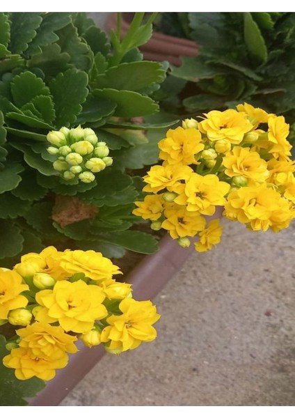 Sarı Renk Kalanşo Emel Hanım Çiçeği 1 Adet Saksılı 20 - 30 cm Salon Bitkisi ( Kalanchoe )