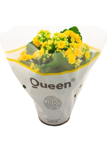 Sarı Renk Kalanşo Emel Hanım Çiçeği 1 Adet Saksılı 20 - 30 cm Salon Bitkisi ( Kalanchoe ) fiyatları