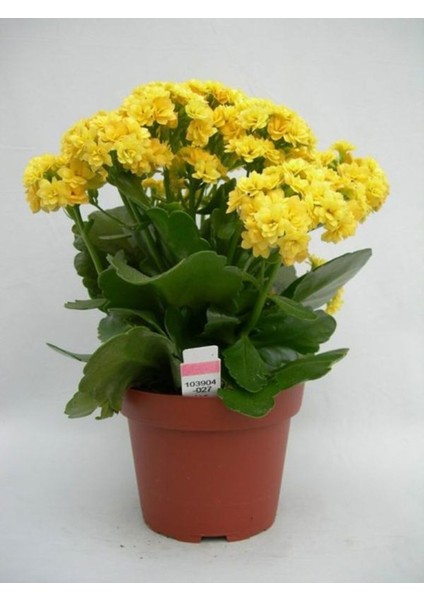 Sarı Renk Kalanşo Emel Hanım Çiçeği 1 Adet Saksılı 20 - 30 cm Salon Bitkisi ( Kalanchoe ) fırsatları