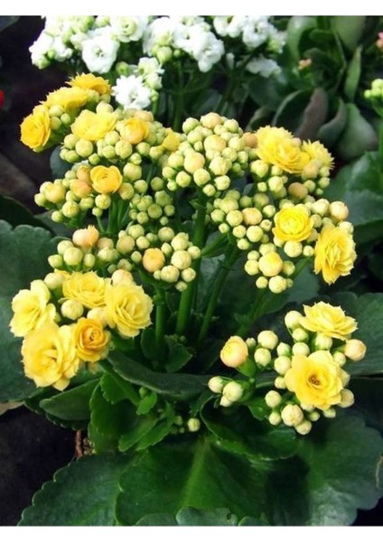 Sarı Renk Kalanşo Emel Hanım Çiçeği 1 Adet Saksılı 20 - 30 cm Salon Bitkisi ( Kalanchoe ) indirimleri