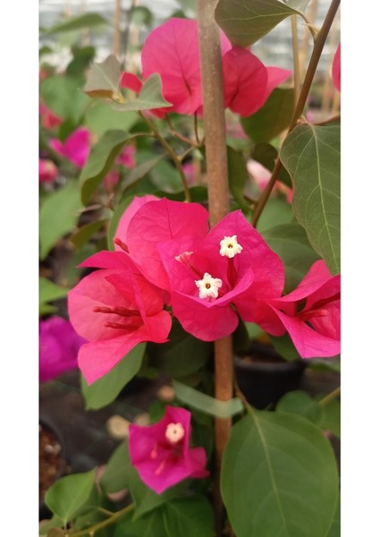 Sarmaşık Begonvil Çiçeği - Mercan Rengi Sarılıcı Begonvil - 40/50 cm Bougainvillea