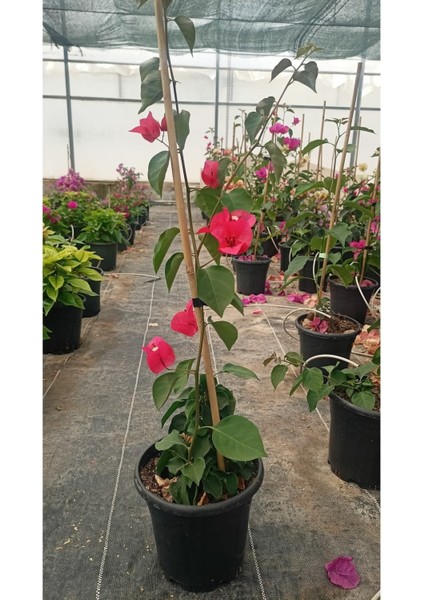 Sarmaşık Begonvil Çiçeği - Mercan Rengi Sarılıcı Begonvil - 40/50 cm Bougainvillea fırsatları