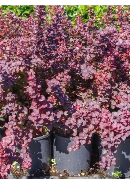 Videolu Roket Berberis Fidanı 1 Adet Saksılı 40- 60 cm Bahçe Çit Bitkisi (Vendita Pianta)