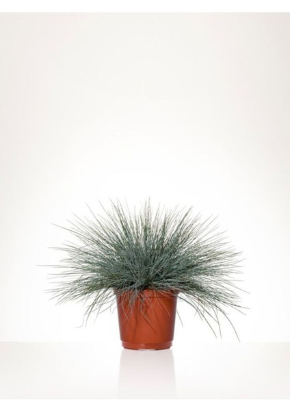 Videolu Mavi Osmanlı Çimi Fidanı 3 Adet Saksılı 20-40 cm Bahçe Bitkisi (Festuca Glauca)