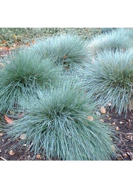 Videolu Mavi Osmanlı Çimi Fidanı 3 Adet Saksılı 20-40 cm Bahçe Bitkisi (Festuca Glauca)
