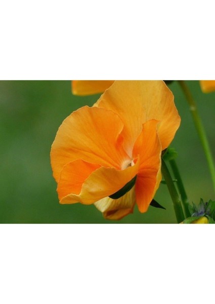 Videolu 30 Adet Turuncu Hercai Menekşe Çiçeği Fidanı 5-15 cm Tüplü Çiçekli Bodur Orange Viola fiyatları