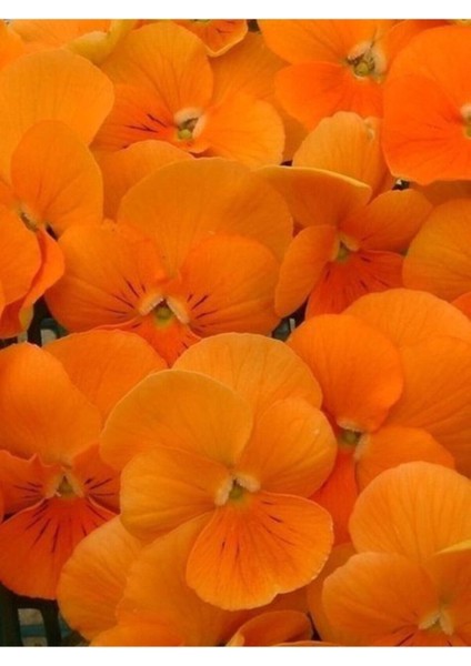 Videolu 30 Adet Turuncu Hercai Menekşe Çiçeği Fidanı 5-15 cm Tüplü Çiçekli Bodur Orange Viola modelleri