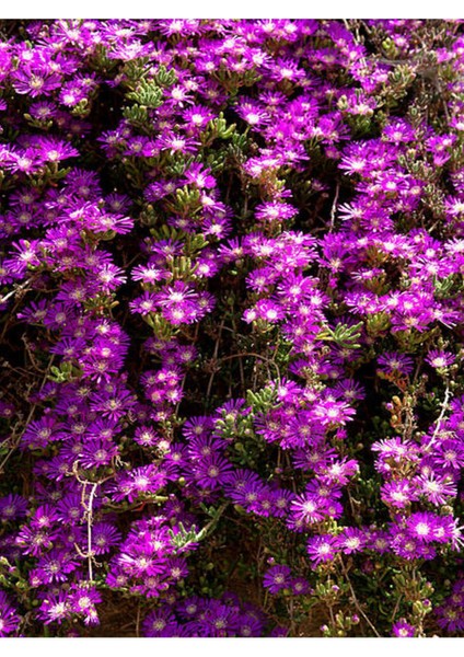 Videolu Acem Halısı Çiçeği Fidesi Fidanı 30 Adet Tüplü 5-10 cm (Drosanthemum Floribundum) modelleri