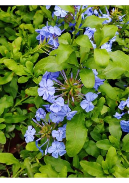 Mavi Yasemin Çiçeği Fidanı 4 Adet Saksılı 50 - 70 cm Bahçe Bitkisi (Blue Jamine - Plumbago)