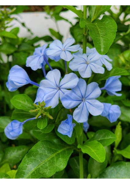 Mavi Yasemin Çiçeği Fidanı 4 Adet Saksılı 50 - 70 cm Bahçe Bitkisi (Blue Jamine - Plumbago)