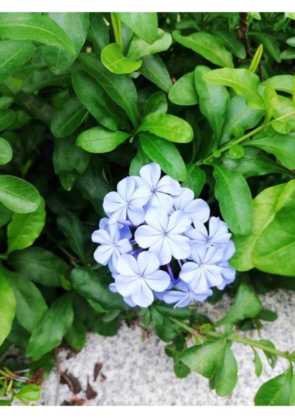 Mavi Yasemin Çiçeği Fidanı 4 Adet Saksılı 50 - 70 cm Bahçe Bitkisi (Blue Jamine - Plumbago)